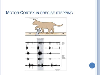 Motor Cortex in precise stepping 