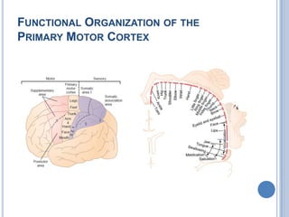Functional Organization of the Primary Motor Cortex