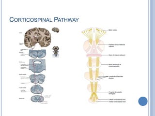 Corticospinal Pathway