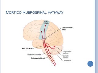 CorticoRubrospinal Pathway