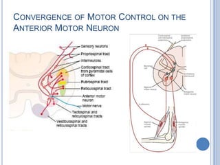 Convergence of Motor Control on the Anterior Motor Neuron