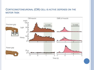 Corticomotoneuronal (CM) cell is active depends on the motor task