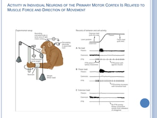 Activity in Individual Neurons of the Primary Motor Cortex Is Related to Muscle Force and Direction of Movement 