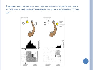 A set-related neuron in the dorsal premotor area becomes active while the monkey prepares to make a movement to the left