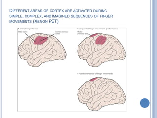 Different areas of cortex are activated during simple, complex, and imagined sequences of finger movements (Xenon PET)