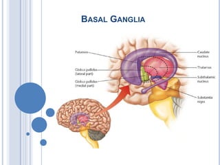 Basal Ganglia