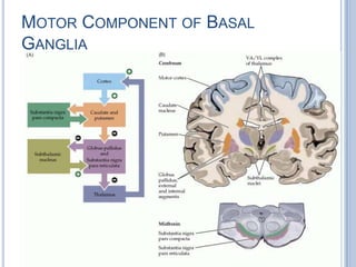 Motor Component of Basal Ganglia