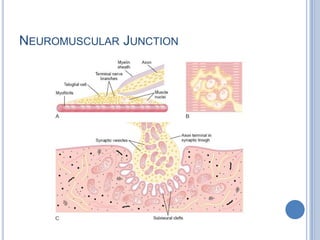 Neuromuscular Junction