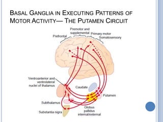 Basal Ganglia in Executing Patterns of Motor Activity— The Putamen Circuit