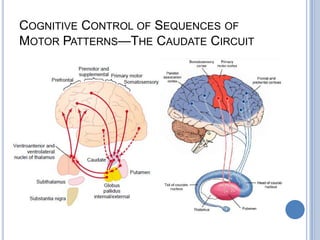Cognitive Control of Sequences of Motor Patterns—The Caudate Circuit