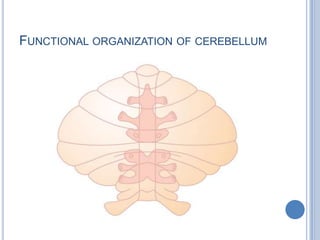 Functional organization of cerebellum