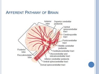 Afferent Pathway of Brain