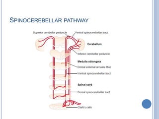Spinocerebellar pathway