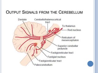 Output Signals from the Cerebellum
