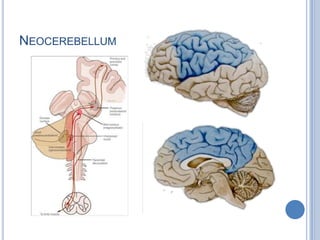 Neocerebellum