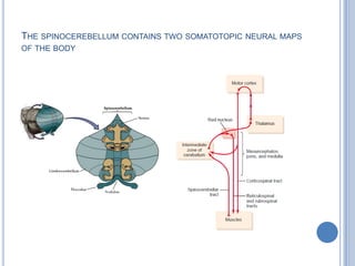 The spinocerebellum contains two somatotopic neural maps of the body