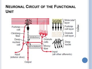 Neuronal Circuit of the Functional Unit