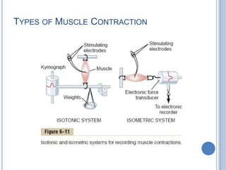 Types of Muscle Contraction