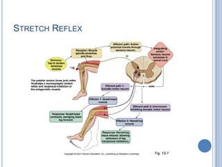 Stretch Reflex