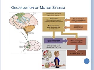 Organization of Motor System 