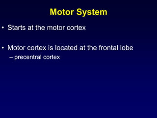 Motor System
• Starts at the motor cortex
• Motor cortex is located at the frontal lobe
– precentral cortex
 