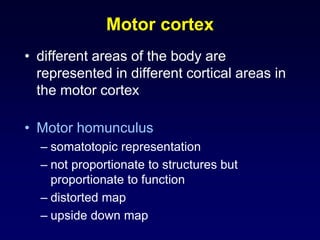 Motor cortex
• different areas of the body are
represented in different cortical areas in
the motor cortex
• Motor homunculus
– somatotopic representation
– not proportionate to structures but
proportionate to function
– distorted map
– upside down map
 
