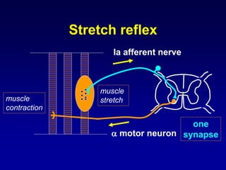 Ia afferent nerve
 motor neuron
one
synapse
muscle
stretchmuscle
contraction
Stretch reflex
 