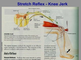 Stretch Reflex - Knee Jerk
 