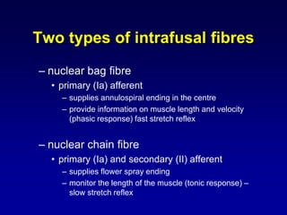 – nuclear bag fibre
• primary (Ia) afferent
– supplies annulospiral ending in the centre
– provide information on muscle length and velocity
(phasic response) fast stretch reflex
– nuclear chain fibre
• primary (Ia) and secondary (II) afferent
– supplies flower spray ending
– monitor the length of the muscle (tonic response) –
slow stretch reflex
Two types of intrafusal fibres
 