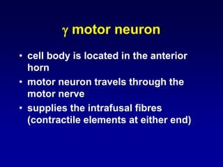  motor neuron
• cell body is located in the anterior
horn
• motor neuron travels through the
motor nerve
• supplies the intrafusal fibres
(contractile elements at either end)
 