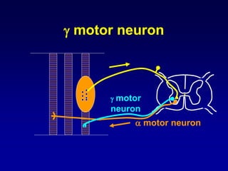  motor neuron
 motor
neuron
 motor neuron
 