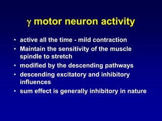  motor neuron activity
• active all the time - mild contraction
• Maintain the sensitivity of the muscle
spindle to stretch
• modified by the descending pathways
• descending excitatory and inhibitory
influences
• sum effect is generally inhibitory in nature
 
