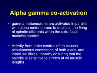 Alpha gamma co-activation
• gamma motoneurons are activated in parallel
with alpha motoneurons to maintain the firing
of spindle afferents when the extrafusal
muscles shorten
• Activity from brain centres often causes
simultaneous contraction of both extra- and
intrafusal fibres, thereby ensuring that the
spindle is sensitive to stretch at all muscle
lengths
 