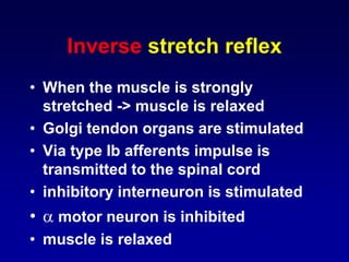 Inverse stretch reflex
• When the muscle is strongly
stretched -> muscle is relaxed
• Golgi tendon organs are stimulated
• Via type Ib afferents impulse is
transmitted to the spinal cord
• inhibitory interneuron is stimulated
•  motor neuron is inhibited
• muscle is relaxed
 