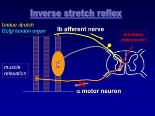  motor neuron
Undue stretch
Golgi tendon organ
muscle
relaxation
Ib afferent nerve
inhibitory
interneuron
 