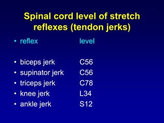 • reflex level
• biceps jerk C56
• supinator jerk C56
• triceps jerk C78
• knee jerk L34
• ankle jerk S12
Spinal cord level of stretch
reflexes (tendon jerks)
 
