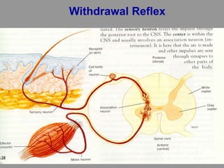 Withdrawal Reflex
 
