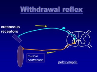 muscle
contraction
cutaneous
receptors
polysynaptic
 