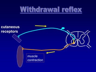 muscle
contraction
cutaneous
receptors
 