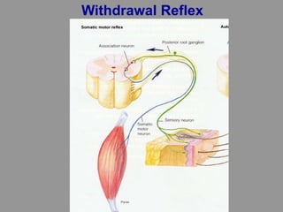 Withdrawal Reflex
 