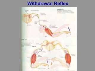 Withdrawal Reflex
 