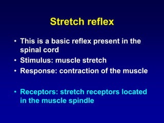 Stretch reflex
• This is a basic reflex present in the
spinal cord
• Stimulus: muscle stretch
• Response: contraction of the muscle
• Receptors: stretch receptors located
in the muscle spindle
 