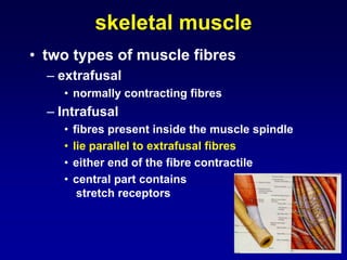 skeletal muscle
• two types of muscle fibres
– extrafusal
• normally contracting fibres
– Intrafusal
• fibres present inside the muscle spindle
• lie parallel to extrafusal fibres
• either end of the fibre contractile
• central part contains
stretch receptors
 