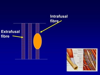 Extrafusal
fibre
Intrafusal
fibre
 