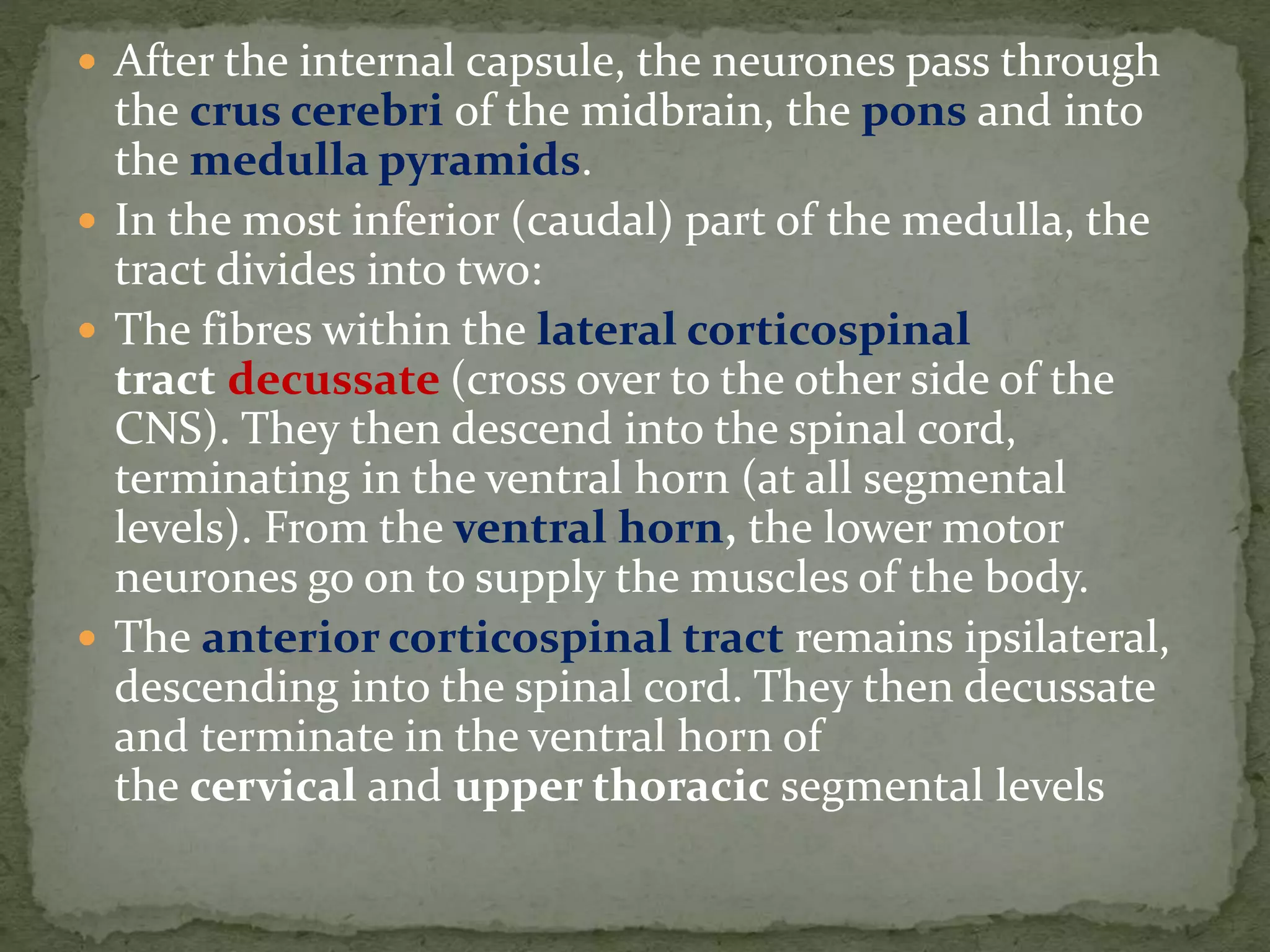  After the internal capsule, the neurones pass through
the crus cerebri of the midbrain, the pons and into
the medulla pyramids.
 In the most inferior (caudal) part of the medulla, the
tract divides into two:
 The fibres within the lateral corticospinal
tract decussate (cross over to the other side of the
CNS). They then descend into the spinal cord,
terminating in the ventral horn (at all segmental
levels). From the ventral horn, the lower motor
neurones go on to supply the muscles of the body.
 The anterior corticospinal tract remains ipsilateral,
descending into the spinal cord. They then decussate
and terminate in the ventral horn of
the cervical and upper thoracic segmental levels
 