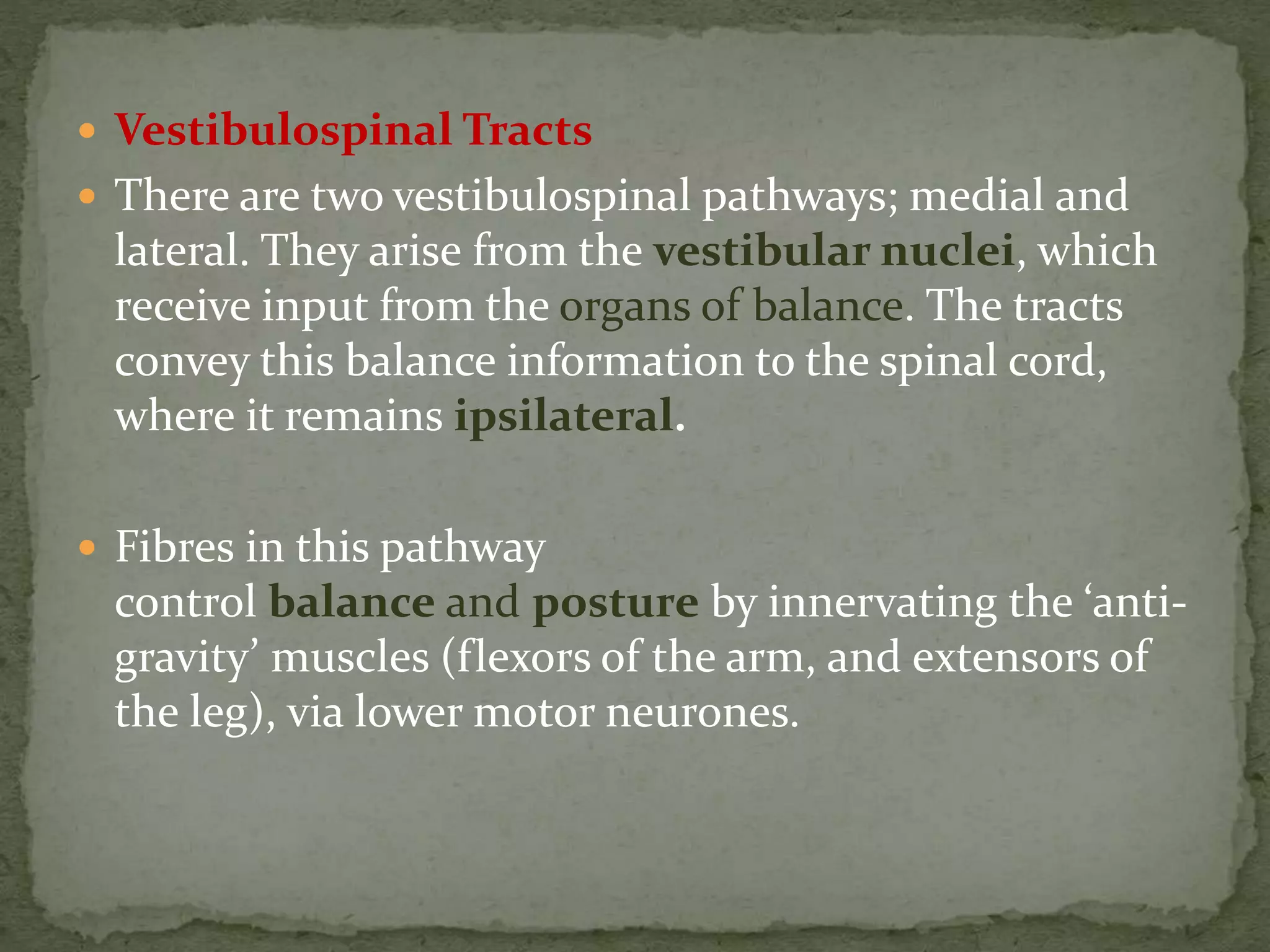  Vestibulospinal Tracts
 There are two vestibulospinal pathways; medial and
lateral. They arise from the vestibular nuclei, which
receive input from the organs of balance. The tracts
convey this balance information to the spinal cord,
where it remains ipsilateral.
 Fibres in this pathway
control balance and posture by innervating the ‘anti-
gravity’ muscles (flexors of the arm, and extensors of
the leg), via lower motor neurones.
 