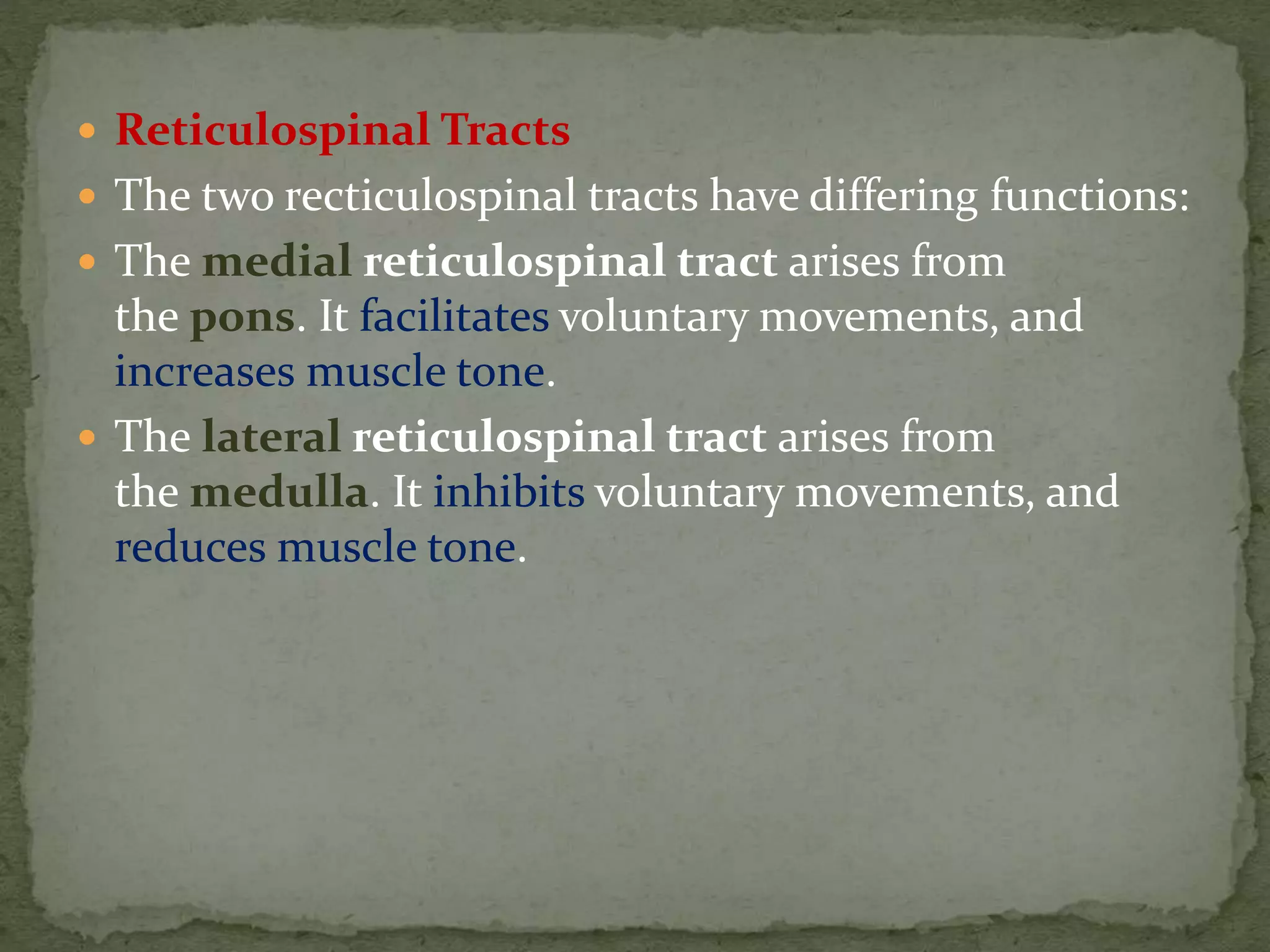  Reticulospinal Tracts
 The two recticulospinal tracts have differing functions:
 The medial reticulospinal tract arises from
the pons. It facilitates voluntary movements, and
increases muscle tone.
 The lateral reticulospinal tract arises from
the medulla. It inhibits voluntary movements, and
reduces muscle tone.
 