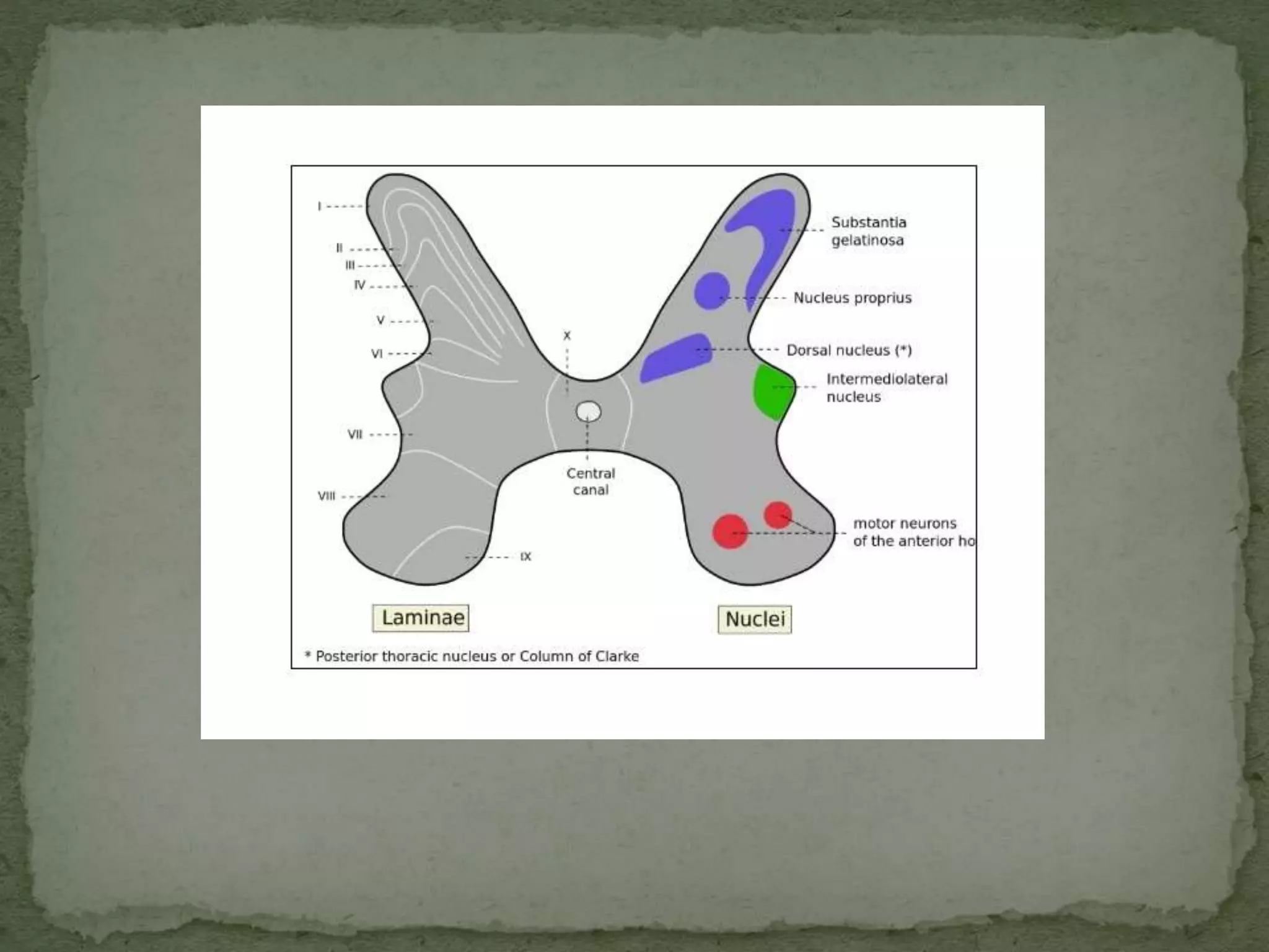 Motor tracts of brain and spinal cord