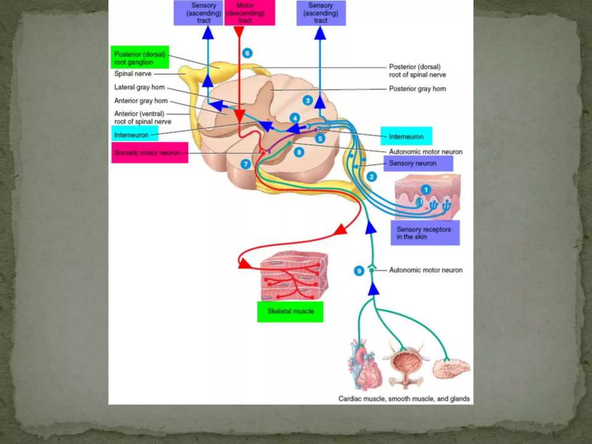 Motor tracts of brain and spinal cord