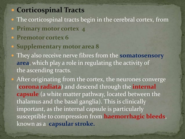 Motor tracts of brain and spinal cord | PPTX | Brain and Nervous System ...
